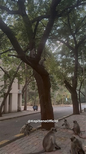 Feeding Food To Monkeys (Kapi Sena)🐵🐒 #shorts #monkey #bandar #feeding #viral #monkeyvideo #funny