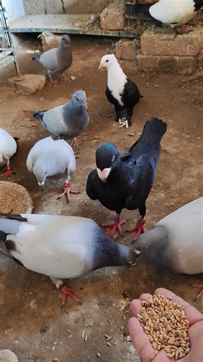 4 Beautiful Pigeon Breeds in One Video Black Nun, Arabic Racer,German Beauty Black, Karbalai Pigeons