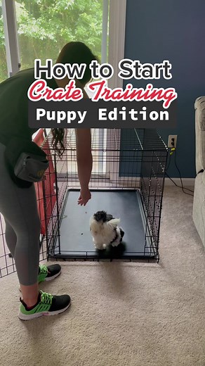 Effective Puppy Crate Training Techniques