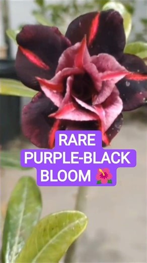 The Rarest Adenium Species (and How to Get Them)