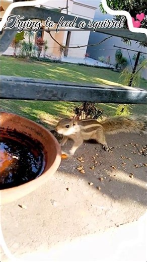 It Took Sooo Long To Shoot It 😮‍💨😘 #ytshorts #cute #animals ‪@KomalDeepavlogs‬