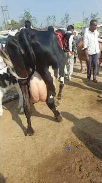 Parsi Pashu Mandi | HF Cow | Murrah Buffalo Cow Market | Pashu Bajar