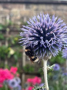 I’ve found a stranded bumblebee in bad weather, how can I help it? - Bumblebee Conservation Trust