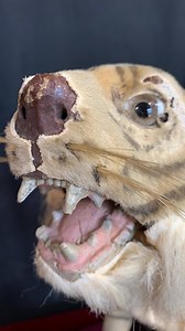 The Automaton Leaping Tiger c.1890 Roars and Leaps....How? | The House of Automata