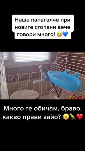 Говорещият папагал в действие - забавление и усмивки