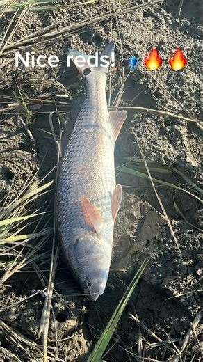 Caught some nice reds today🔥🔥 #fishing