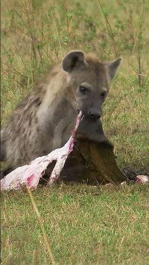 Hyena eating