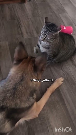 Cats and Dogs Are Best Friends… Really? 😂 | Troll Face Edit 😈#shots#trending #viral