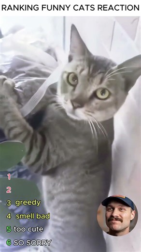 Top Funniest Cat Faces That Get More Unhinged (Wait for #1) 😭🐱 #shorts