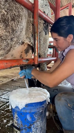 The girl spilled the cow's milk 🐂