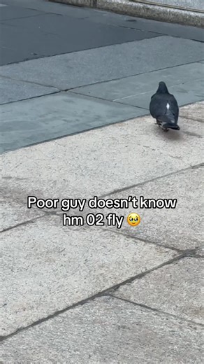 Someone teach this pidove hm02 fly #pokemon #pigeon #pidove #unova #casteliacity