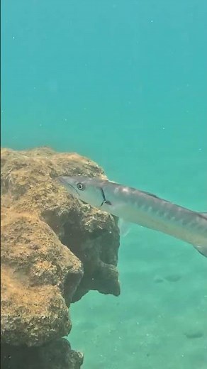 Face-to-Face with a Great Barracuda on the Hunt 🐟⚡