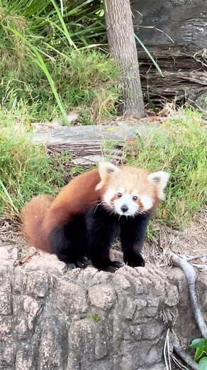 Bindi Irwin on Instagram: "Red panda cuteness here at #AustraliaZoo. You can spot these sweethearts adventuring (or sleeping) in their wonderful habitat daily. ❤️ This gorgeous species is critically endangered and we’re proud of our amazing team for creating a breeding program to help protect red pandas."