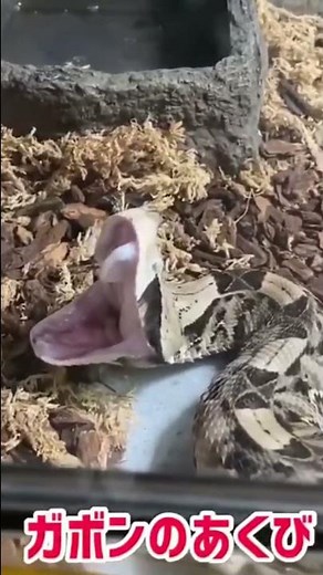 ガボンアダーのあくび #viper #毒蛇 #gaboonviper