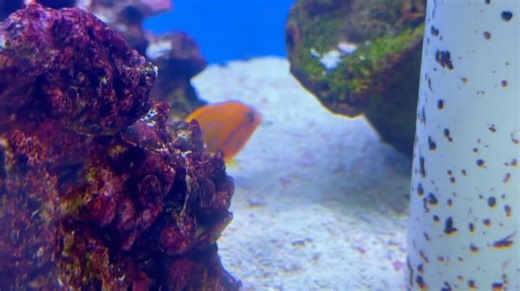 Check out this Red Coris Wrasse! From the breathtaking colors, to the beautiful patterns plus a fun/interesting personality, they just seem to have it all! If this gem peeks your interest, then stop by this week and maybe consider taking this beauty home! #saltwateraquarium #saltwater #shoplocal #youngstown #boardman #extremetropicalpets #reeftank #reefaquarium #reef #fishkeeping #ShopSmall #animallover #semiaquaticplants #fish #fishtank #fishofinstagram #fishingvideos #aqua #aquarium #aquariumh