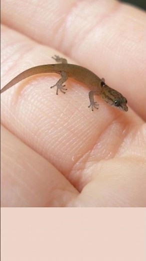 World's Smallest Reptile: The Jaragua Lizard #facts #shorts