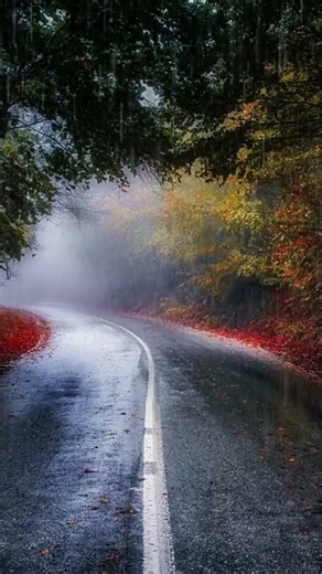 Rainy Foggy Forest Street Rain SoundsㅣSounds for Sleep insomnia & Relax