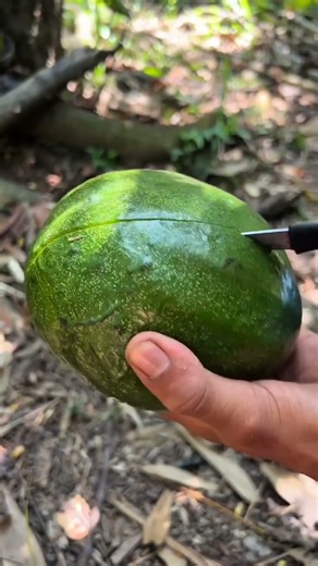 Avacado Fruit Cutting