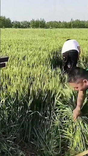 Schwerer Bagger im landwirtschaftlichen Einsatz 🚜