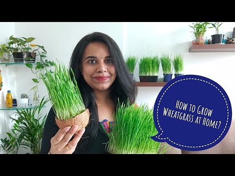 How to Grow Wheatgrass at home in 7 days | Benefits of Wheatgrass Juice
