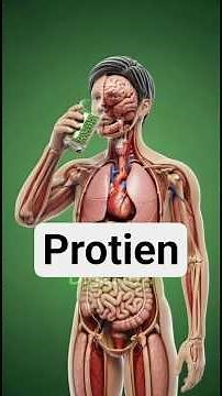 How Protein Works Inside Your Body | Muscle Growth & Digestion Explained