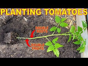 Plant Tomatoes LIKE THIS To DOUBLE The Root System And Fruit Production!