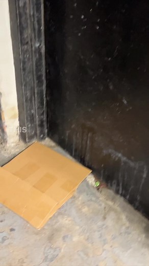 This kitten was born in the basement of an apartment building, and in another month she'd be giving birth down here too. A neighbor saw her crying at the door, with her neck covered in cuts and scabs. All of this is common, just another day rescuing cats in Brooklyn. And it's common for people to blame the building superintendent for the conditions they live in, and I certainly understand that initial reaction - but over the last few years we've been trying to show you a much larger systemic ani