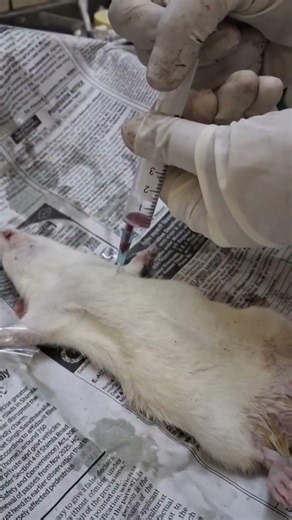 Blood Withdrawal Technique: Cardiac Puncture (Laboratory Animals)
