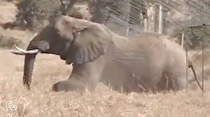 Sneakiest elephants ever. | The Dodo