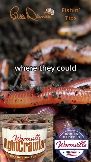 Bill Dance Fishin' Tips: Why are nightcrawlers so sensitive to light?