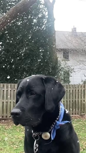 A winter wonderland ❄️🐶 Pat McKenna, a graduate and trustee of The Seeing Eye, wanted to share how he and his black Lab Seeing Eye dog, Raven, enjoy the winter weather! VD: The video starts with Raven, a black Lab, sitting in Pat's backyard as the snow sprinkles down on him. Raven excitedly runs towards Pat in the snow and then plays with Pat's retired yellow Lab. Raven sits between two snowmen made in Pat's backyard. The video ends with Raven running to the back door past Pat and his family. #