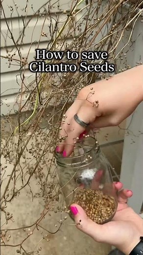 How to grow cilantro from seed + how to save cilantro seeds ⬇️⬇️⬇️