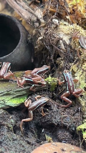 Snack time in the frog house 🐸🍽️