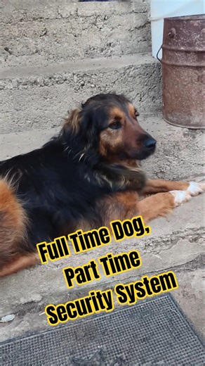 Full Time Dog, Part Time Security System #dog #doglife #doglove #dogshorts #dogmemes