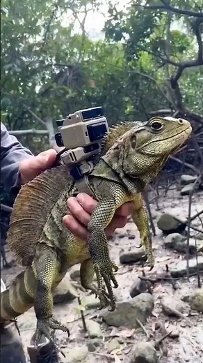 Wild Monitor Lizard in Its Natural Habitat 🐊🌿
