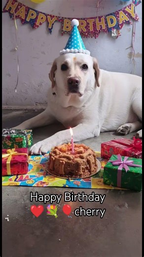 Happy Birthday cherry..🎁❤️🍰🎂#shorts #ytshorts #youtubeshorts #youtube #petparentlife #birthday