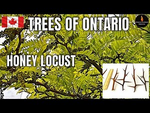 TREES OF ONTARIO - HONEY LOCUST (GLADITSIA TRIACANTHOS) - TREE IDENTIFICATION SERIES