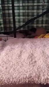 Wascally Wabbit | The Rat Retreat, Inc.