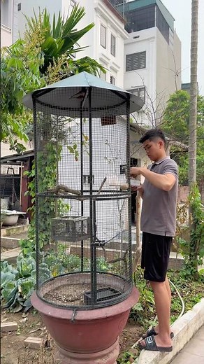 Xuống tổ chim CHÀO MÀO MŨ NON đầu vụ 2025🥰 #đạtbirdtv #pets #aviary #birds #shorts