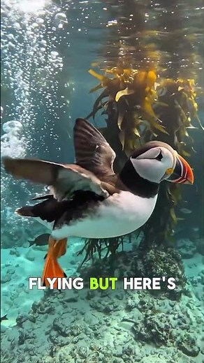 This Bird Can Fly Underwater you cannot believe 😳🌊 #animalfacts