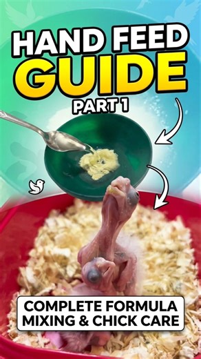Hand Feed Guide Part 1 🐣 | Baby Cockatiel Feeding Tips#birds#viral #shorts #handfeedingbirds #video