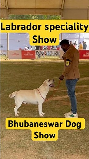 Labrador ROYALTY 🏆🐶 | Specialty Show in the Ring | Day 3 | Bhubaneswar dog show 2025-26