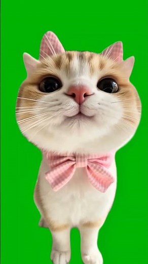 Smiling Cute Cat | Green Screen Meme Template