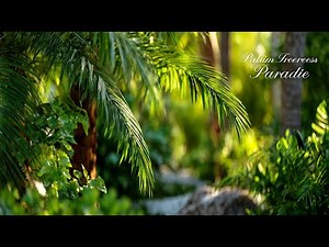 Palm Trees & Paradise: Easy Ways to Create a Lush Tropical Garden Wherever You Live