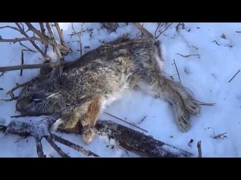 Snare Traps - Catching Rabbits & Small Game