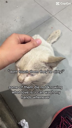 Heartwarming Moments: Loving and Touching Animals