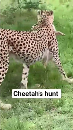 Cheetah's hunt #wildlife #masaimaranationalpark #maasaimara #cheetah