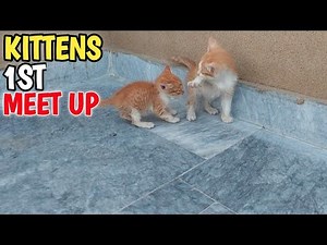 3 Orphan Kittens Beg Another Kitten for Milk… But He Pushes Them Away 😿