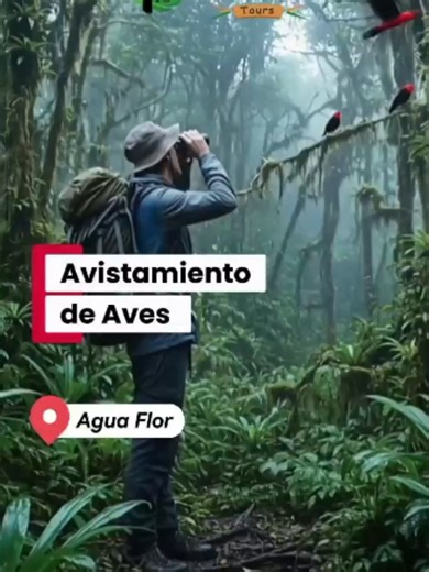 Un viaje en el corazon de la selva alta peruana.🌳🍃🔅 Conoce con nosotros el circuito de la quebrada Agua Flor en el distrito de San Ramon - Chanchamayo, reserva ya o síguenos en nuestras redes para más aventuras. 𝐂𝐎𝐍𝐓𝐀𝐂𝐓𝐎: 📱964534249 👉 Whatsapp: https://wa.me/51964534249 📌Jr. Tarma 290, La Merced - Chanchamayo. #selvacentral #naturalezaviva#viajes #descubre #aventuras #relajación#trekking#aves#cataratas#chanchamayo