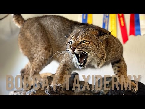 Mounting a Taxidermy Bobcat